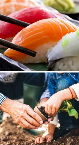 Picture of Sushi and People Potting Plants