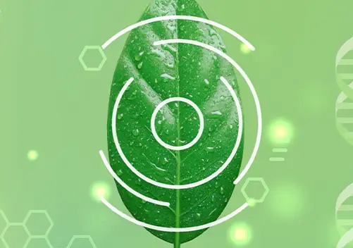 Illustration of a leaf with circular lines