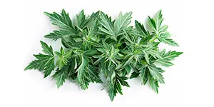 Image of wormwood leaf